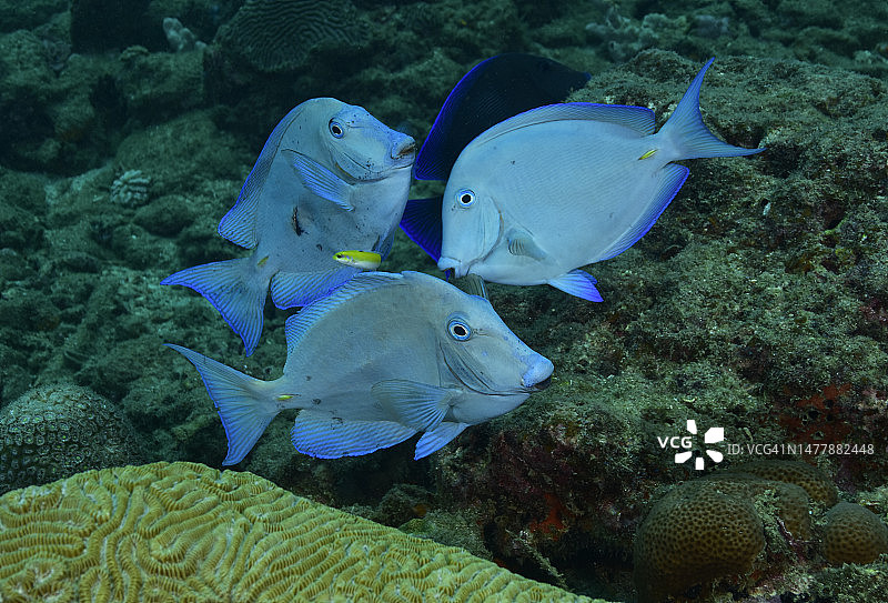 蓝唐王鱼图片素材