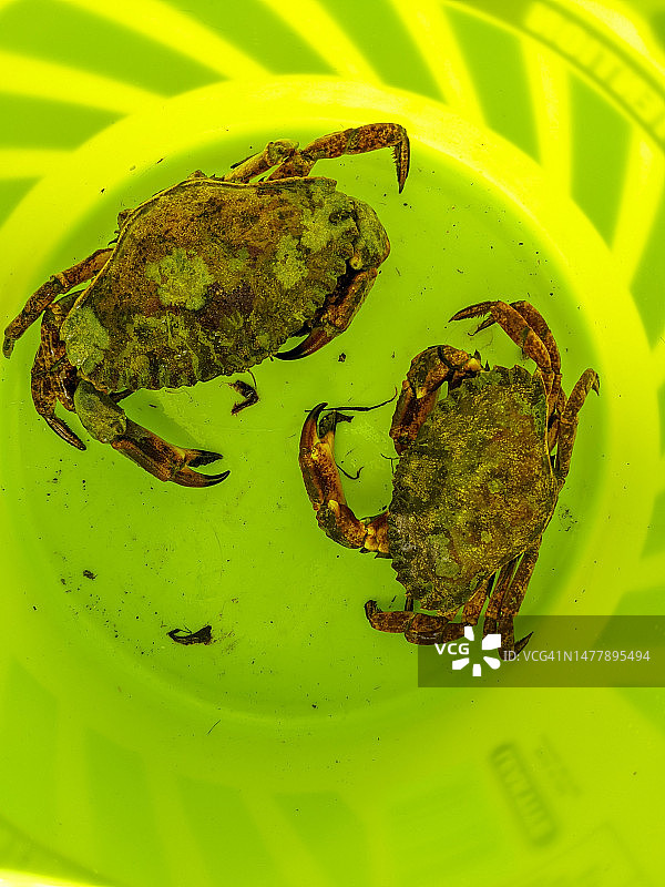 桶里的红色太平洋岩石蟹图片素材