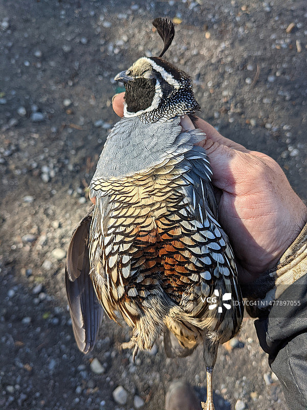 猎人手持加州山鹑图片素材