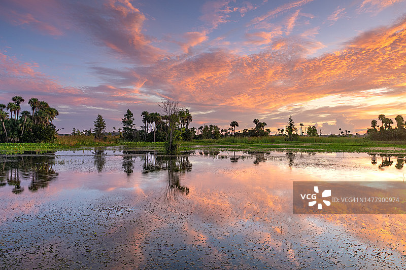 激动人心的奥兰多湿地公园在充满活力的日出在美国佛罗里达州中部图片素材