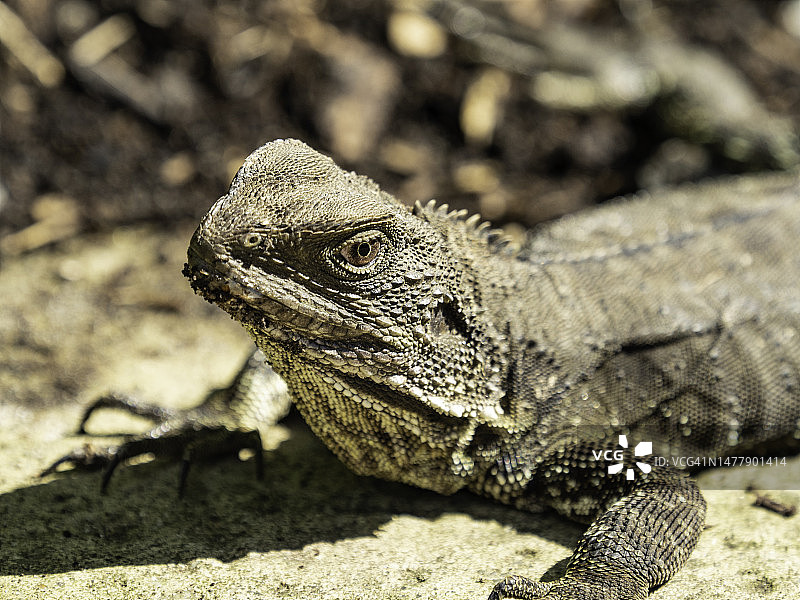 蜥蜴特写图片素材
