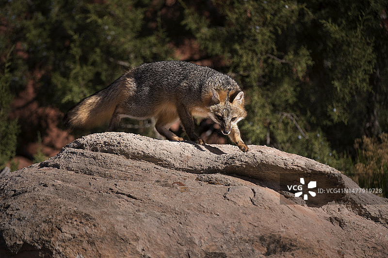 灰色狐狸图片素材