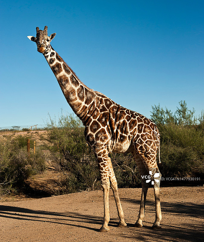 长颈鹿图片素材