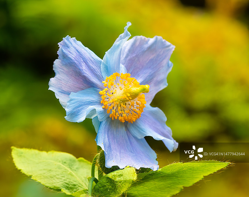 蓝色罂粟花图片素材