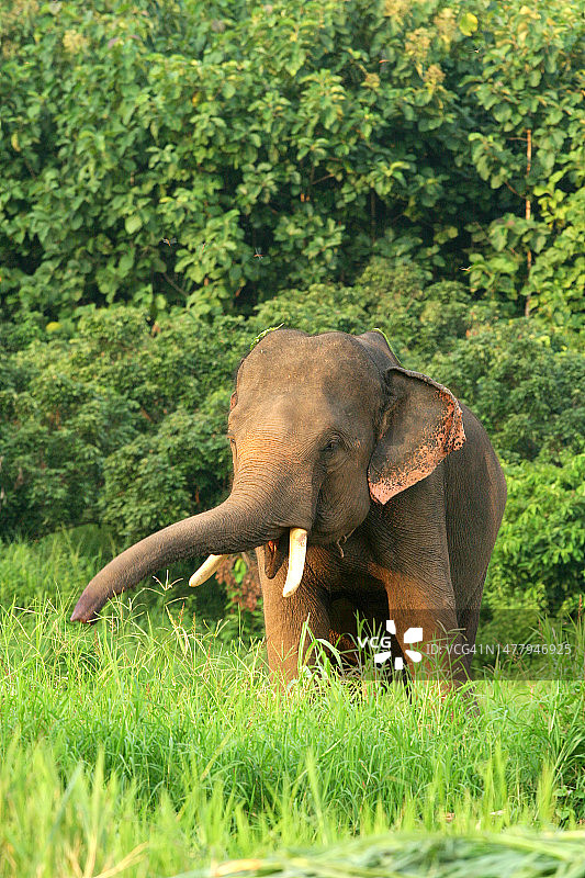 泰国北部自然环境中的亚洲象图片素材