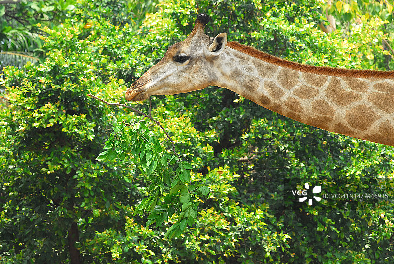 年轻的长颈鹿吃树叶图片素材