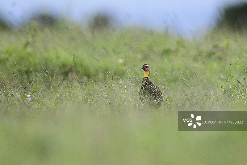 非洲热带草原上的黄颈 spurfowl图片素材