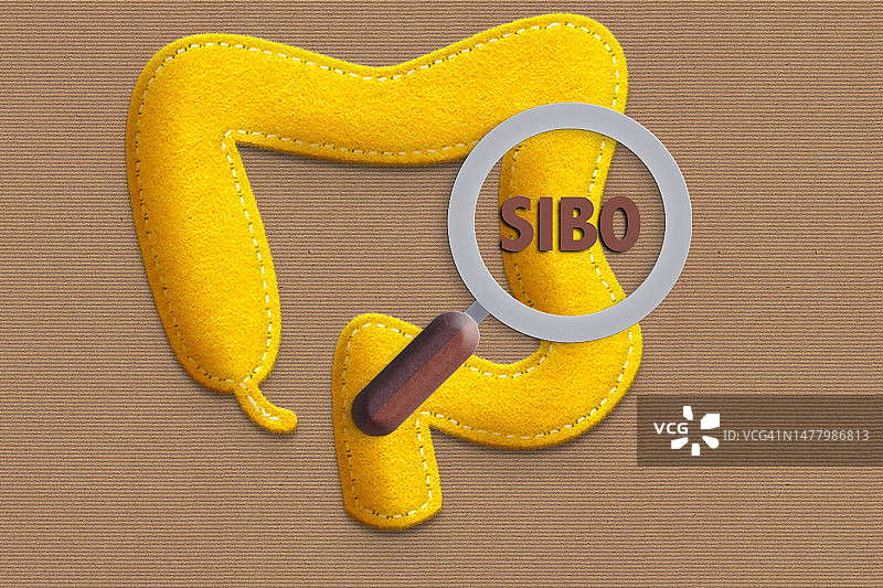 毛毡上的肠道图片素材