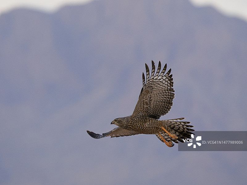 飞翔的淡色鸣鹰图片素材