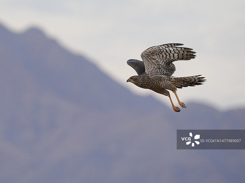 飞翔的淡色鸣鹰图片素材