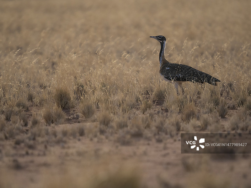 纳米布沙漠中的吕佩尔鸨。图片素材