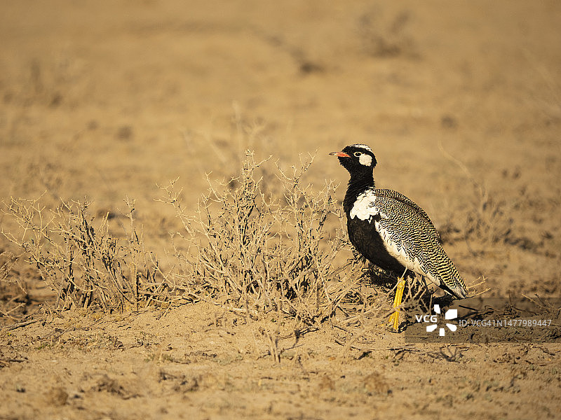 沙漠栖息地中的黑鹭图片素材