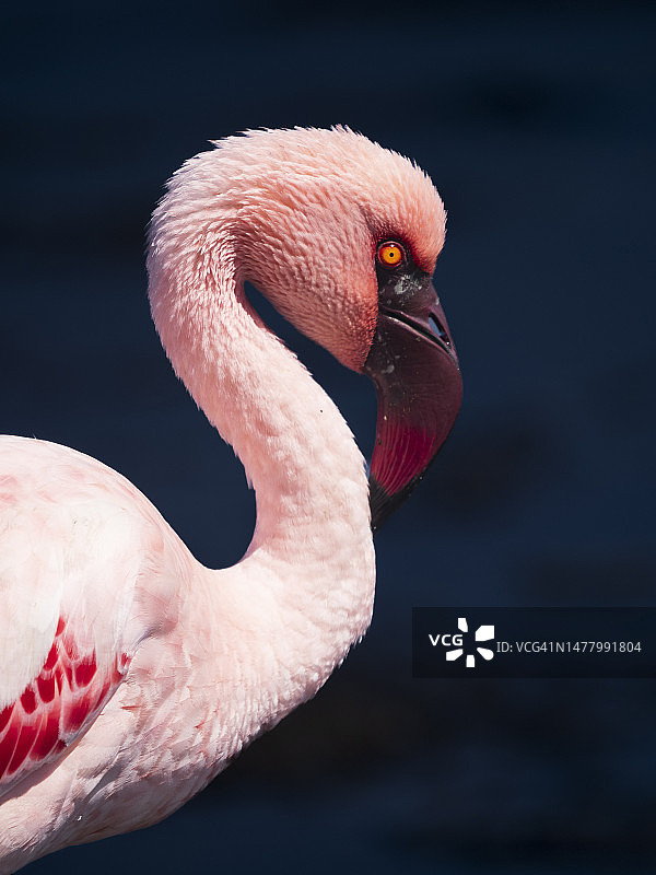 小红鹳特写图片素材