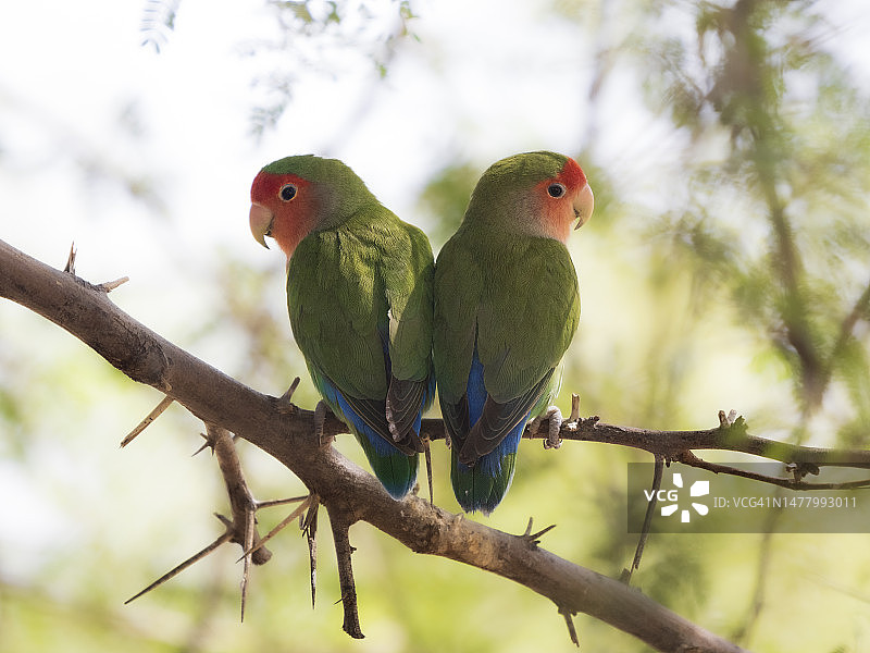 栖息在树上的桃脸情侣鹦鹉图片素材