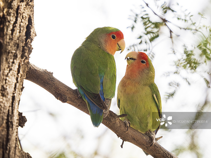 栖息在树上的桃脸情侣鹦鹉图片素材