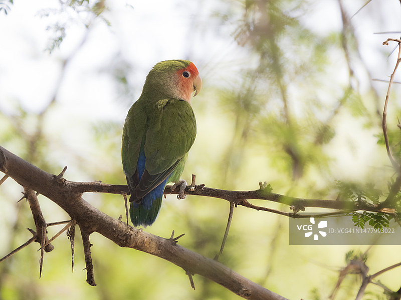 栖息在树上的桃脸情侣鹦鹉图片素材