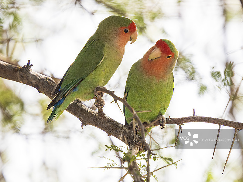 栖息在树上的桃脸情侣鹦鹉图片素材