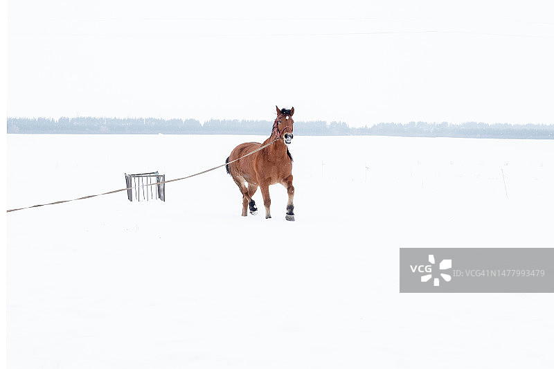 散步时在冬季的雪地里奔跑的红马图片素材