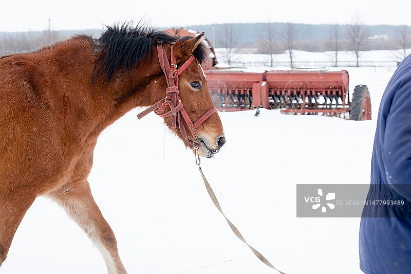 孤独的红马在冬日雪地上行走图片素材