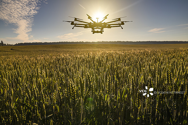 小麦田日落时的农业无人机：农业创新图片素材
