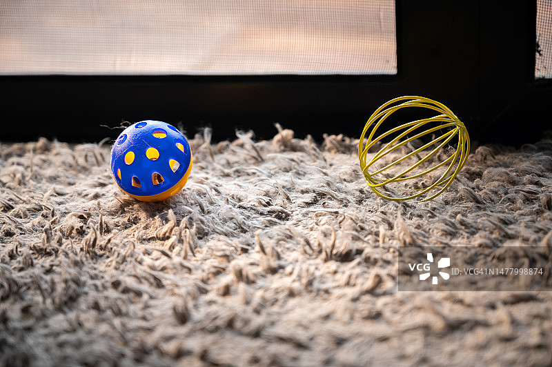 人类住宅地毯上的猫用塑料玩具图片素材