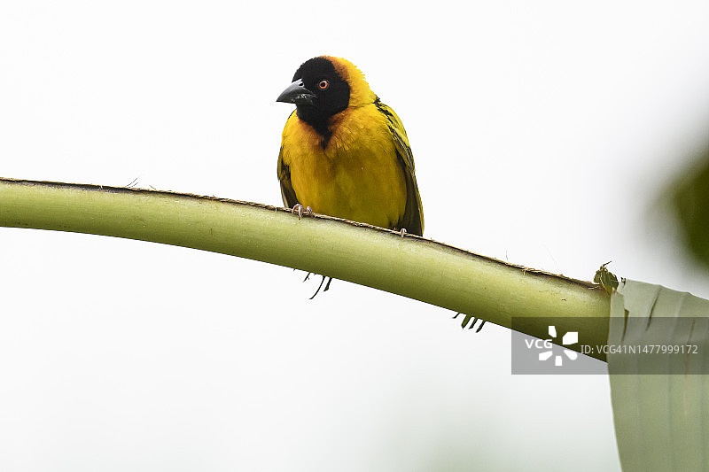 黑头织布鸟图片素材