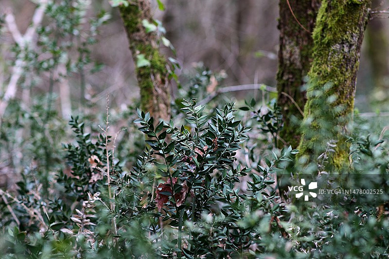 假叶树植物图片素材