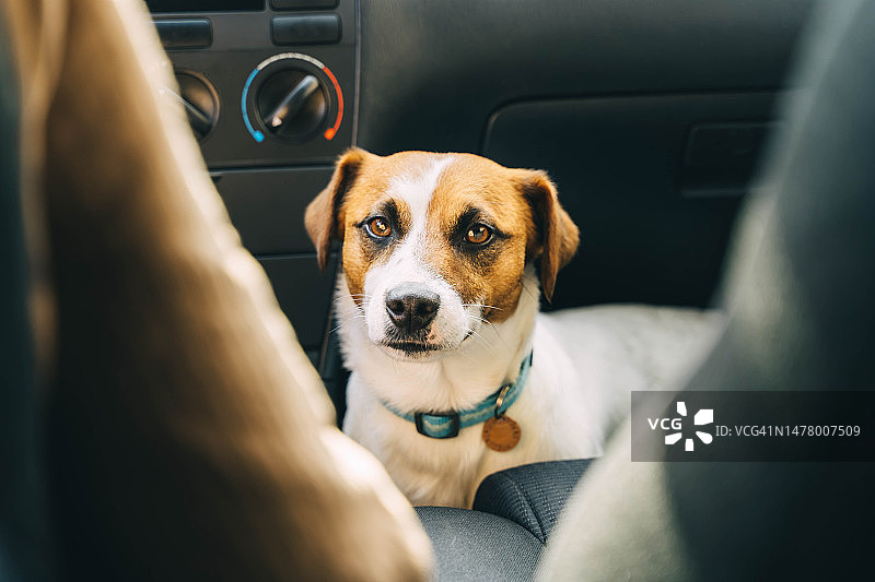 杰克罗素梗犬坐在车里的地板上图片素材