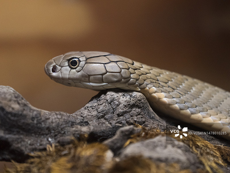 黑曼巴蛇图片素材