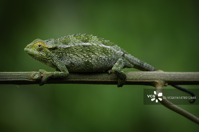 侧条纹变色龙图片素材