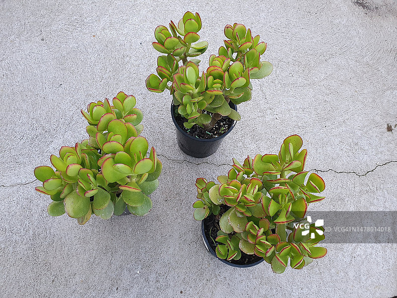 Crassula ovata，又称玉树或金钱树多肉植物图片素材