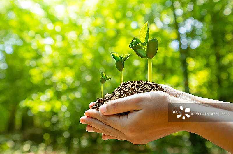 手托心形树，世界地球日图片素材