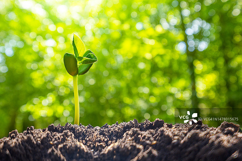 日落时分，男性手部特写种植树苗图片素材