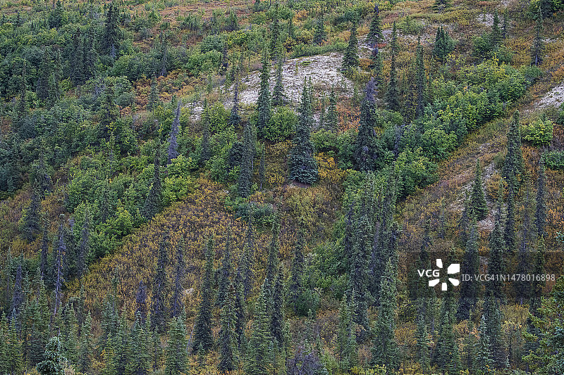 秋色针叶林和云杉树图片素材