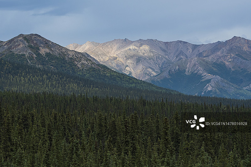 秋色针叶林图片素材