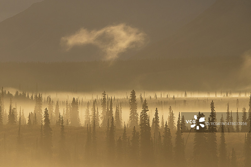 日出时分云杉树林图片素材