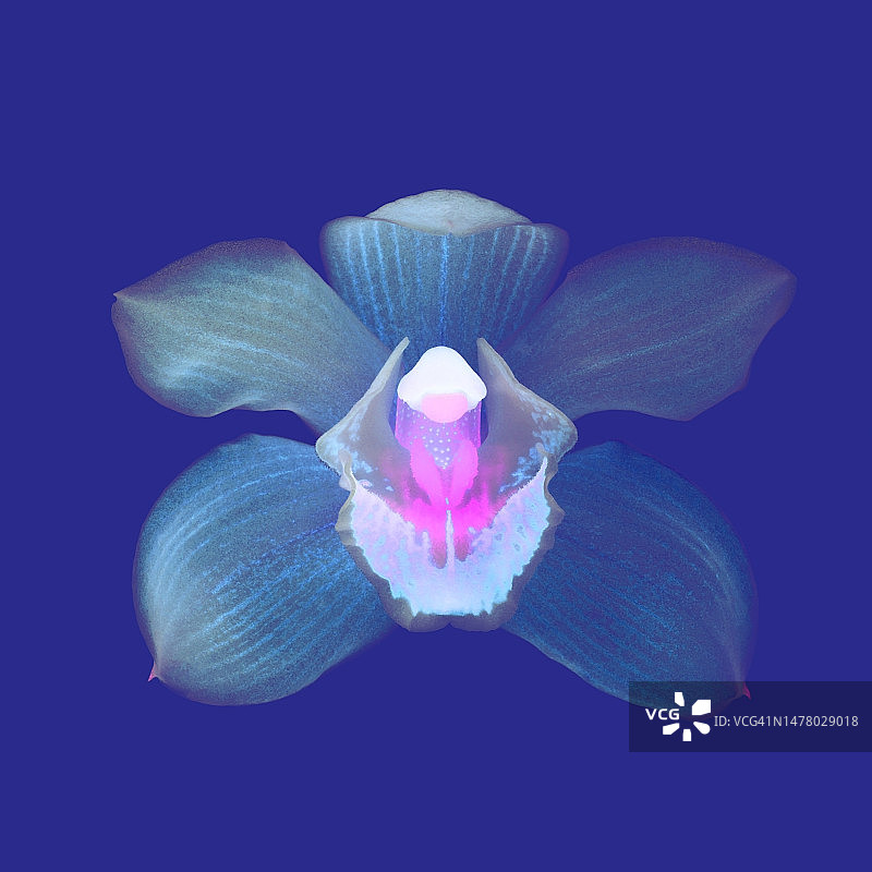 奇幻蓝粉色兰花：色彩处理图片素材