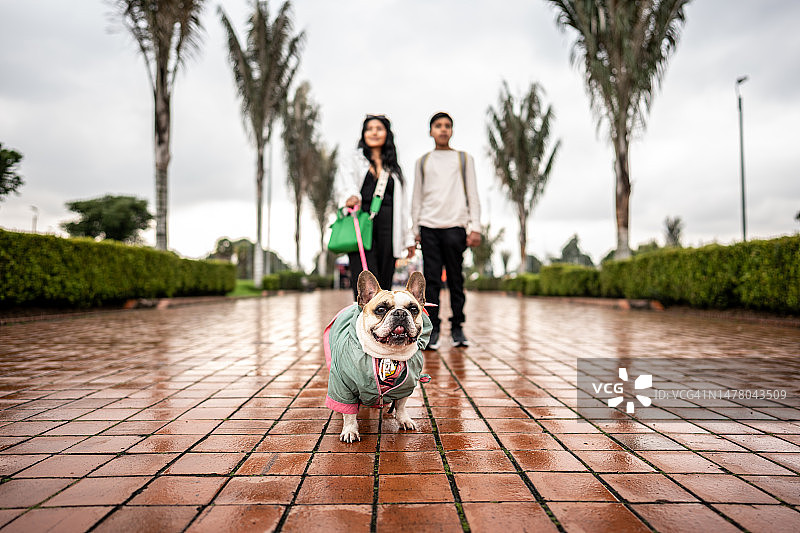 法国斗牛犬和主人在户外散步图片素材