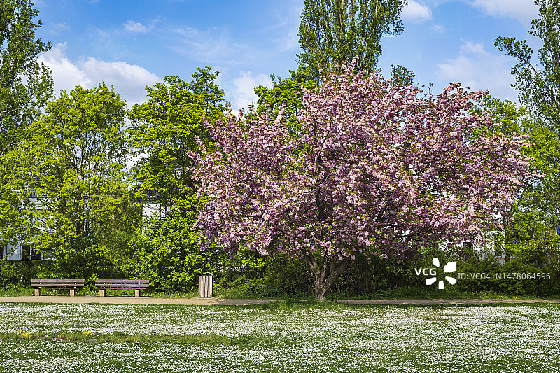 日本樱花图片素材