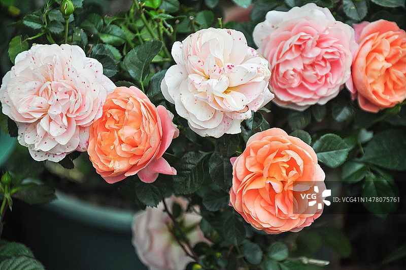 中国月季，中国广东广州图片素材