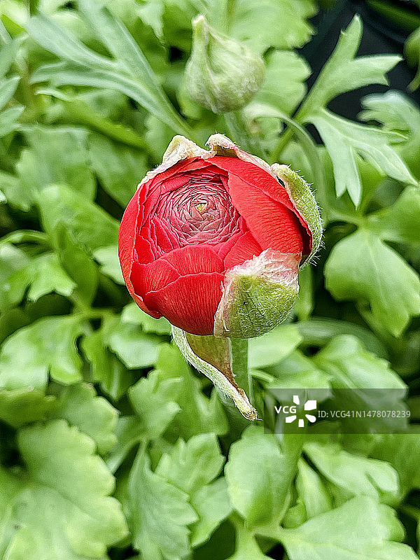 盛开的红波斯毛茛（花毛茛）特写图片素材