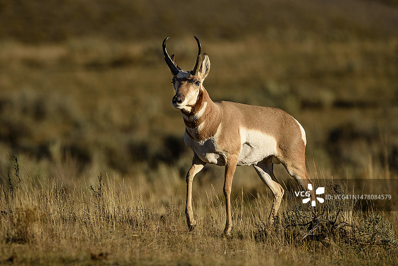 草原上的叉角羚图片素材