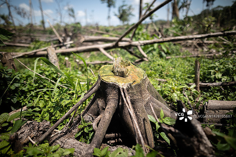 森林砍伐后的树桩图片素材