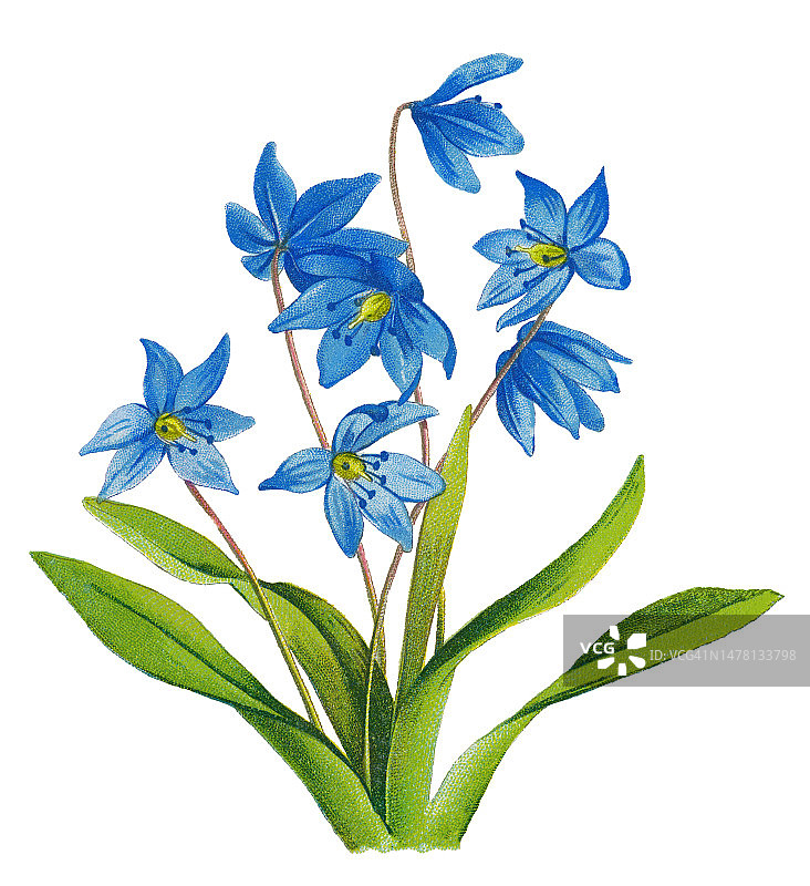 植物古老彩色石印插图：西伯利亚海葱图片素材