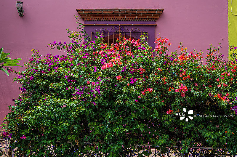 鲜艳的殖民风格房子前，栅栏上盛开的三角梅灌木图片素材
