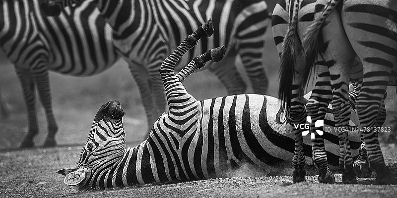 马拉三角区中在泥里打滚的斑马图片素材