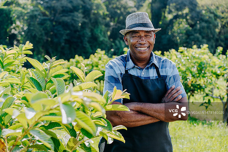 番石榴种植园里的男人肖像图片素材