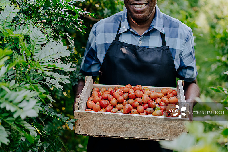 采摘黄酸枣的乡村男人肖像图片素材
