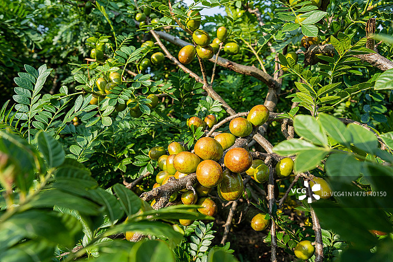 番石榴果树图片素材