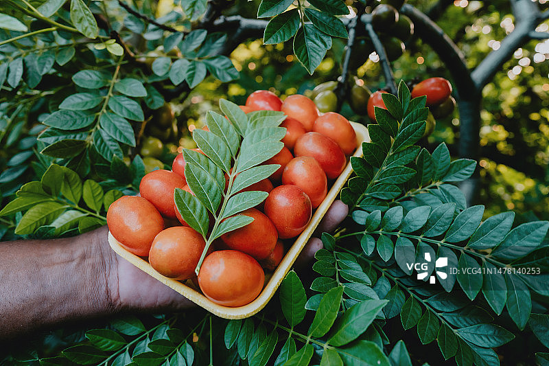 手拿黄皮果图片素材